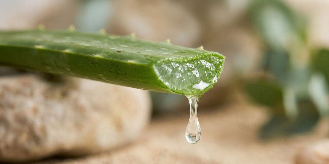 Close-up of an aloe vera plant with a droplet of water on a natural background.
